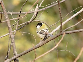 シジュウカラ 光が丘公園 2022年1月30日(日)