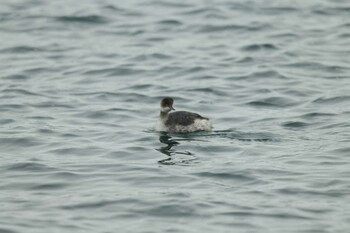 Black-necked Grebe 北海道 函館市 志海苔漁港 Sun, 1/30/2022