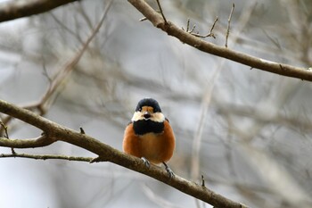 Varied Tit 海上の森 Sun, 1/30/2022