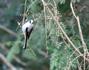 Sun, 1/30/2022 Birding report at 海上の森