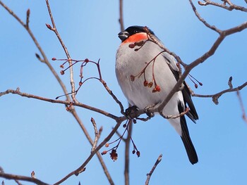 2022年1月29日(土) 戦場ヶ原の野鳥観察記録