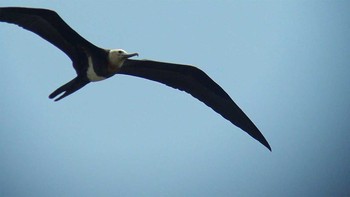 Lesser Frigatebird Kasai Rinkai Park Unknown Date