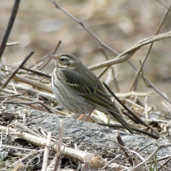 2022年1月30日(日) 相模川自然の村公園の野鳥観察記録