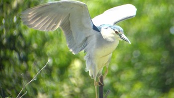 Black-crowned Night Heron Unknown Spots Unknown Date