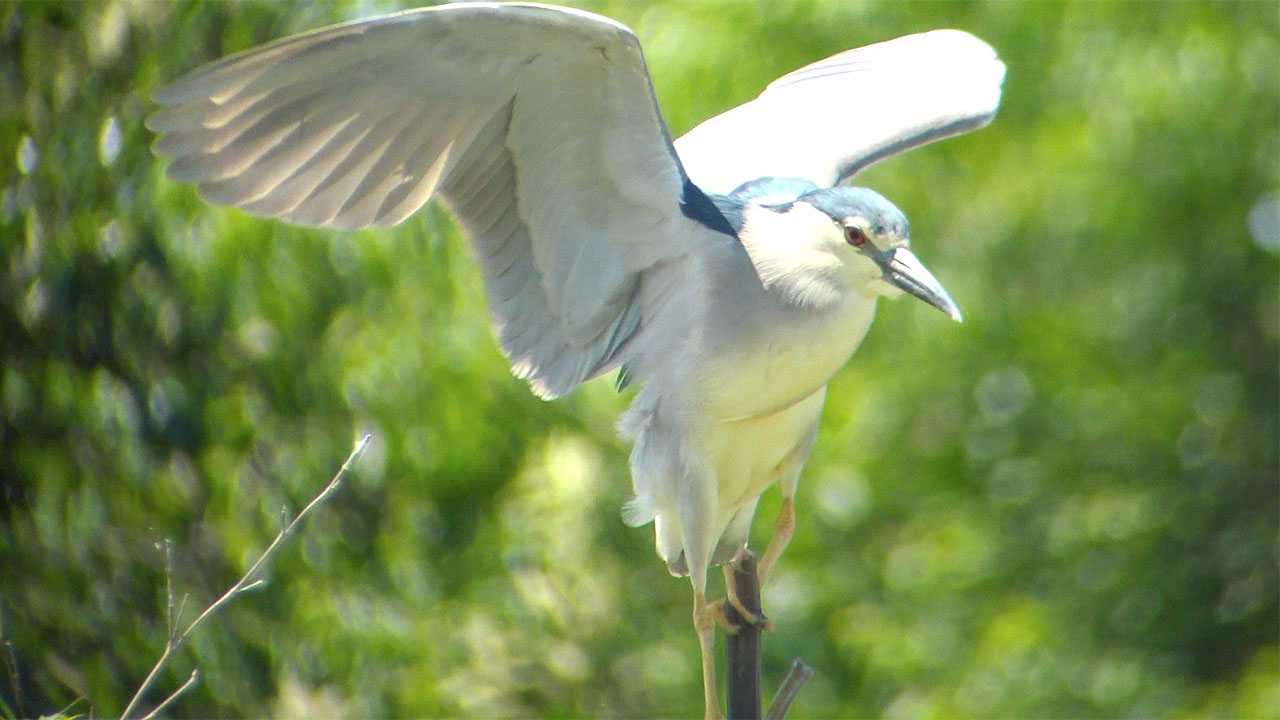 Photo of Black-crowned Night Heron at  by Birdlover.jp