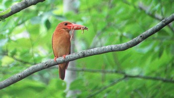 Ruddy Kingfisher 八東ふる里の森 Sat, 7/8/2017