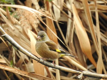 カワラヒワ 芝川 2022年1月30日(日)