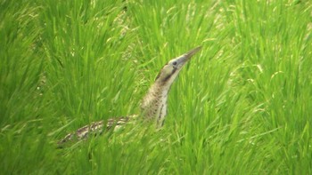 Eurasian Bittern North Inba Swamp Unknown Date