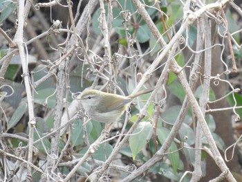 2022年1月30日(日) 芝川の野鳥観察記録