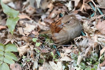 Japanese Accentor Hayatogawa Forest Road Fri, 1/21/2022