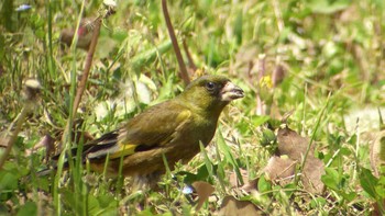 カワラヒワ 場所が不明 撮影日未設定