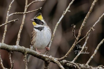 2022年1月29日(土) 天理市の野鳥観察記録