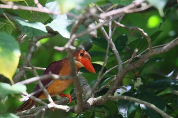 Ruddy Kingfisher Ishigaki Island Wed, 7/19/2017