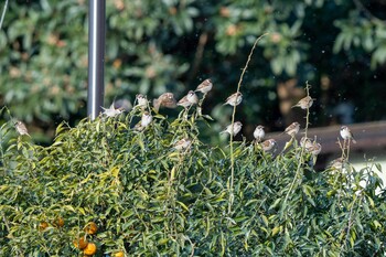 Sun, 1/30/2022 Birding report at 信夫山公園