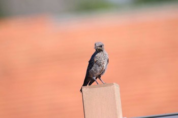 Blue Rock Thrush 宮古島市 Fri, 7/21/2017