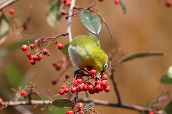 Warbling White-eye 北山緑化植物園(西宮市) Sun, 1/30/2022