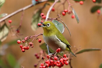 メジロ 北山緑化植物園(西宮市) 2022年1月30日(日)