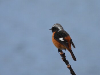 2022年1月30日(日) 広島県の野鳥観察記録