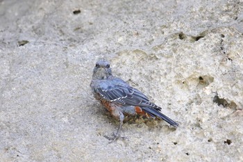 Blue Rock Thrush 宮古島市 Fri, 7/21/2017