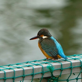 2022年1月30日(日) ロクハ公園(滋賀県草津市)の野鳥観察記録