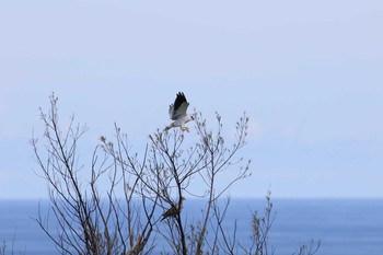 カタグロトビ 石垣島 2017年7月19日(水)