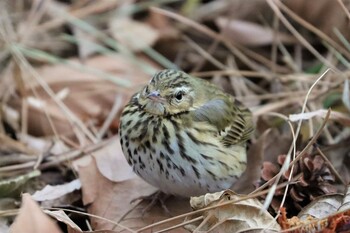 2022年1月30日(日) 野島公園の野鳥観察記録