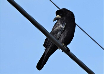 2022年1月30日(日) 野田市の野鳥観察記録