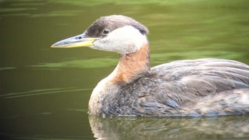 アカエリカイツブリ 水元公園 撮影日未設定