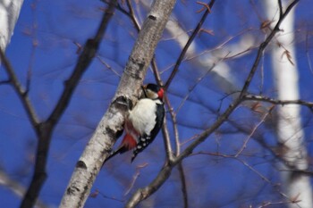 Great Spotted Woodpecker(japonicus) 西野緑道(札幌市西区) Sun, 1/30/2022