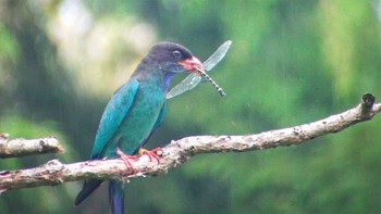 Oriental Dollarbird 岡山県吉備中央町 Sat, 7/8/2017