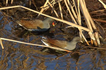 Common Moorhen 横浜市 Sat, 1/29/2022