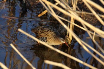 Brown-cheeked Rail 横浜市 Sat, 1/29/2022