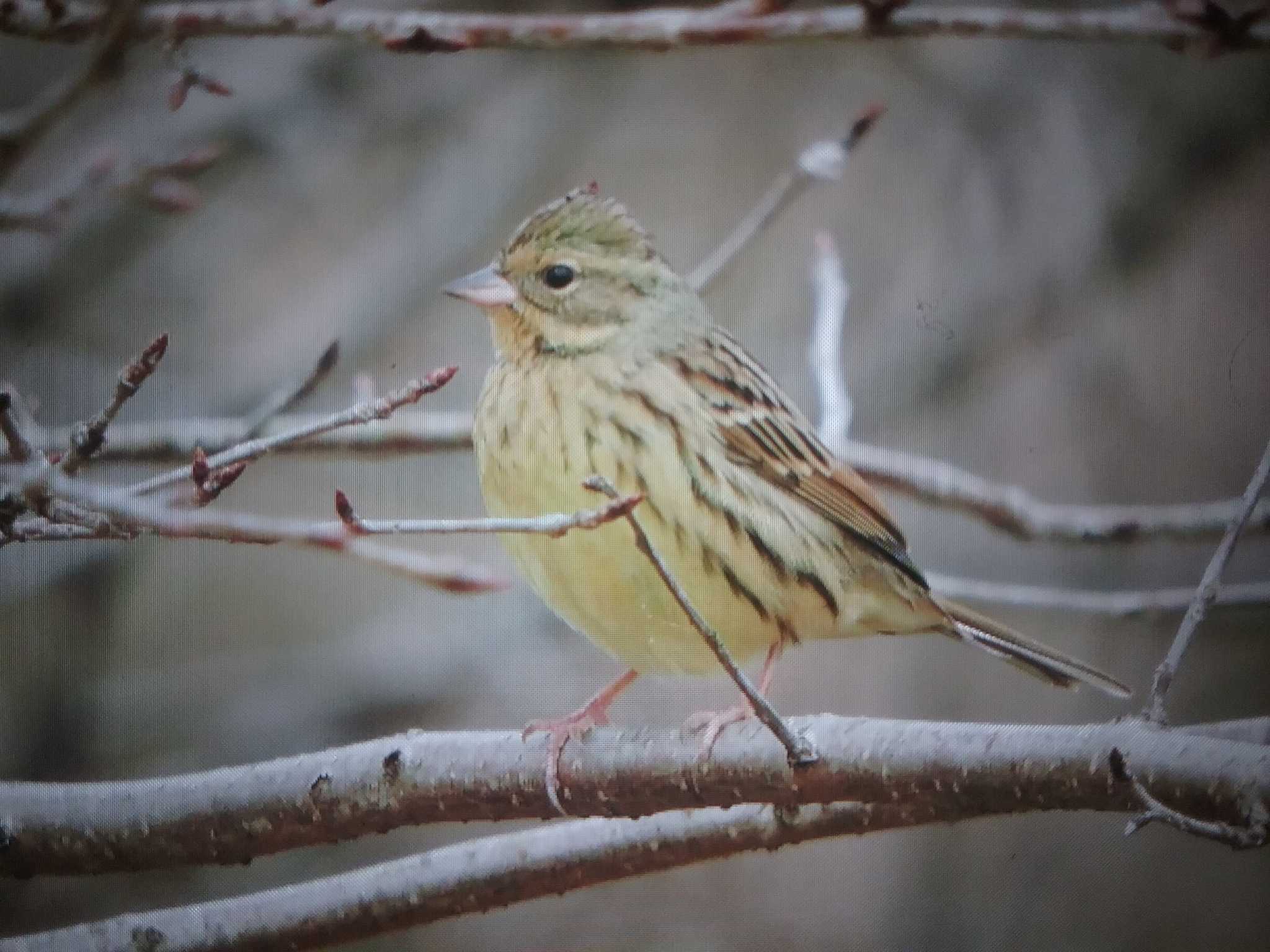 Masked Bunting