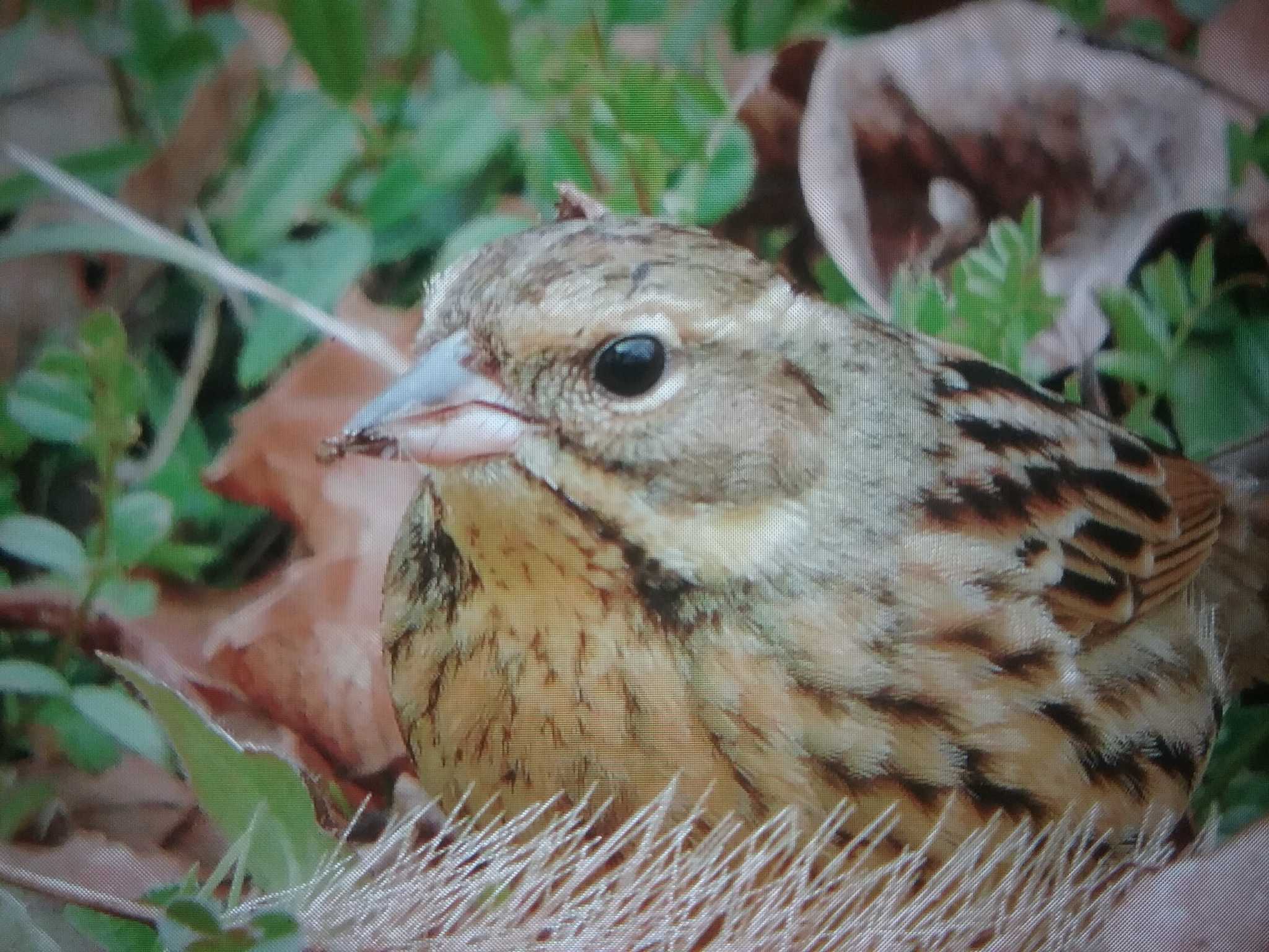 Masked Bunting