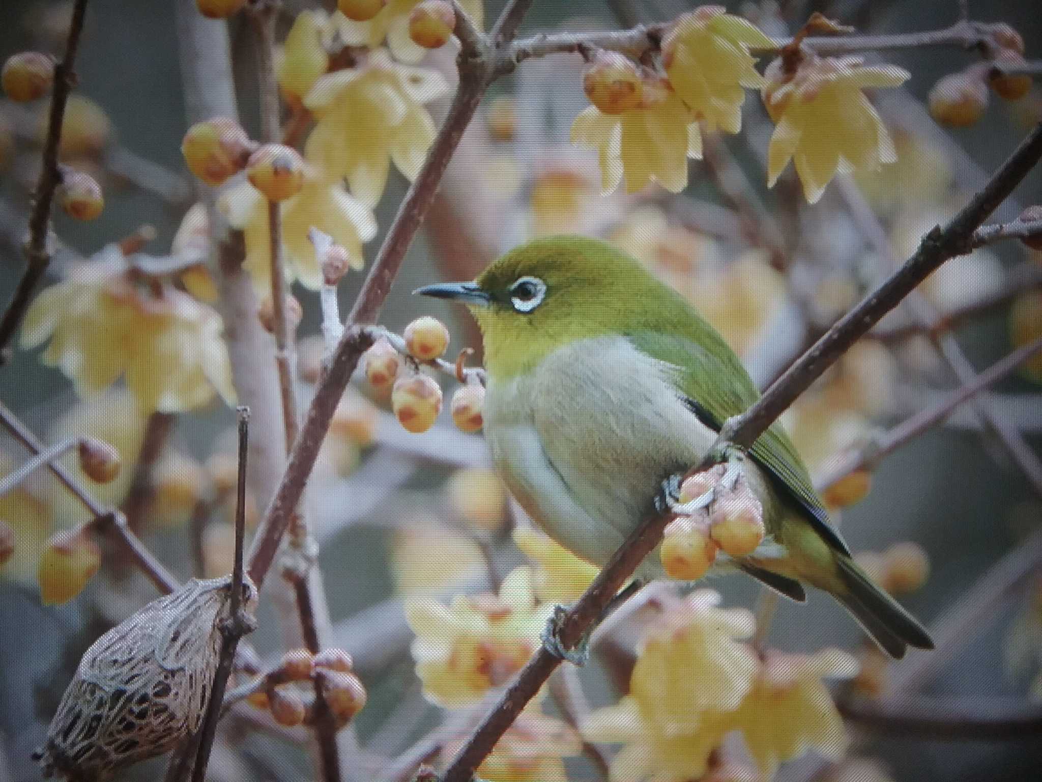 Warbling White-eye