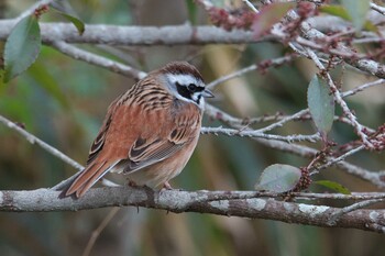 Meadow Bunting 宝塚市 Sat, 1/29/2022