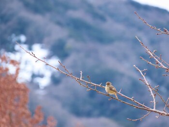 2022年1月30日(日) 三重県民の森の野鳥観察記録