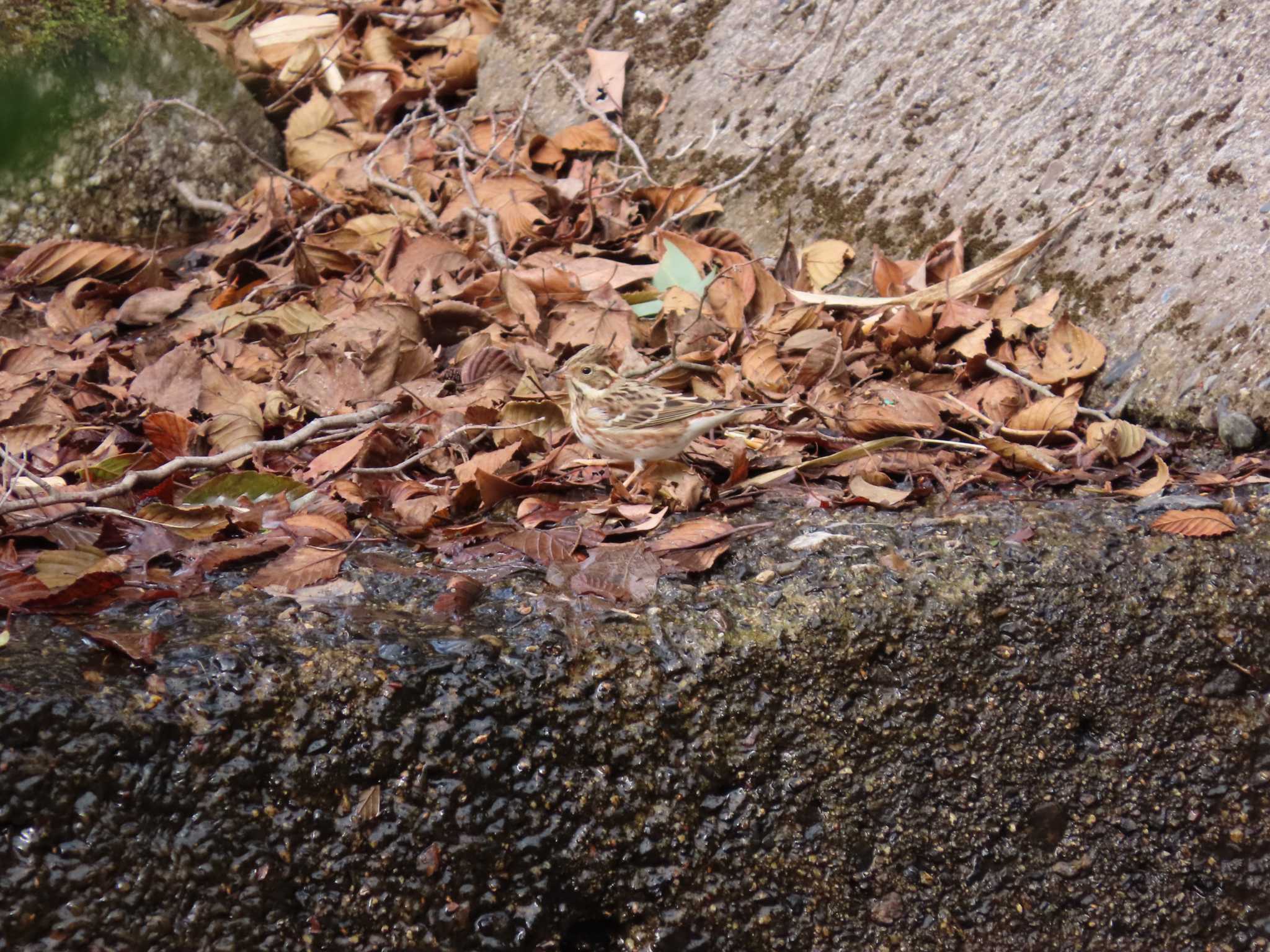 三重県民の森 カシラダカの写真 by sword-fish8240