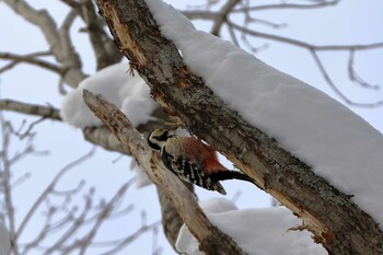 White-backed Woodpecker 東川町 Fri, 1/21/2022