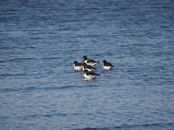 2022年1月30日(日) ふなばし三番瀬海浜公園の野鳥観察記録