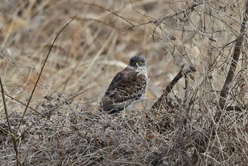 チュウヒ 場所が不明 撮影日未設定