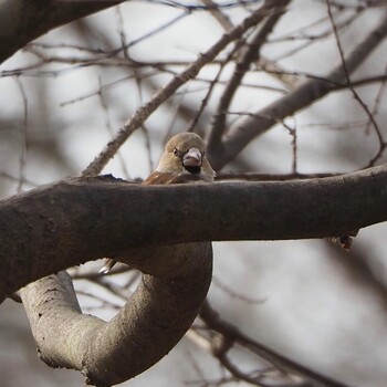 Sun, 1/30/2022 Birding report at 浅羽野