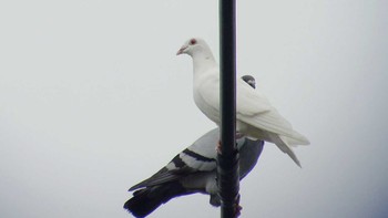 Rock Dove さいたま市 Unknown Date