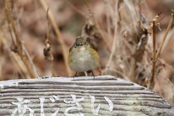 2022年1月30日(日) 薬師池公園の野鳥観察記録