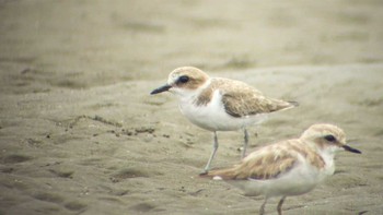 Kentish Plover Sambanze Tideland Unknown Date