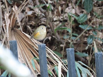 Red-flanked Bluetail Higashitakane Forest park Sun, 1/30/2022