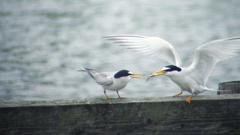 Little Tern Isanuma Unknown Date