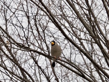 Japanese Grosbeak 神奈川県立相模原公園 Sun, 1/30/2022