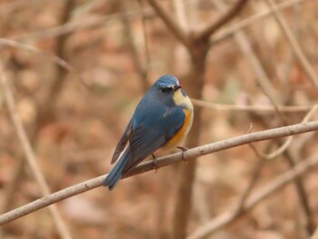 2022年1月30日(日) 片倉城跡公園の野鳥観察記録