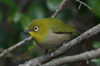 2022年1月30日(日) 金ヶ崎公園(明石市)の野鳥観察記録